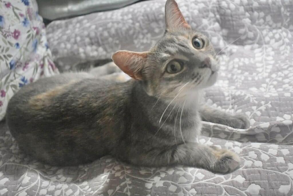 Enlarge SALEM, a Adoptable mixed breed in Capshaw, AL image 2/3