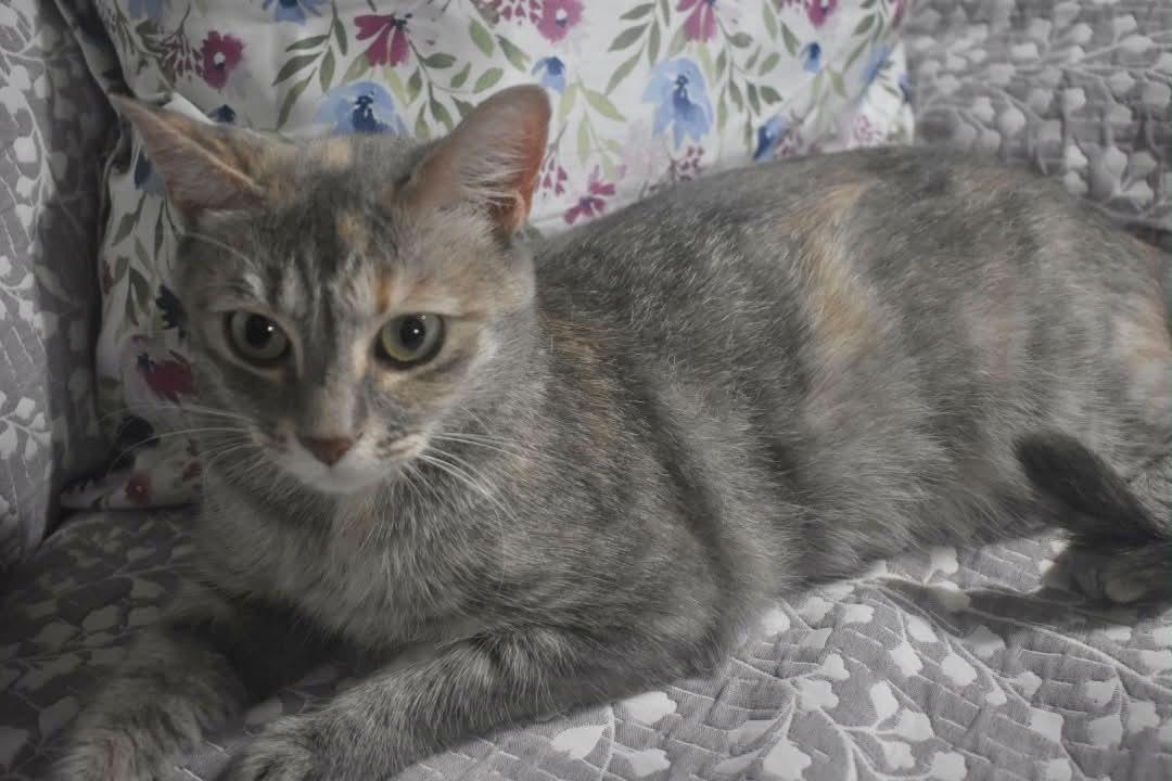 Enlarge SALEM, a Adoptable mixed breed in Capshaw, AL image 3/3