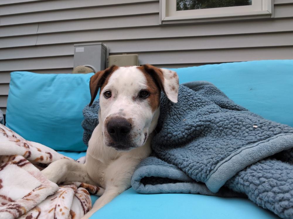 Enlarge Cloudberry, a Adoptable mixed breed in Waunakee, WI image 3/6
