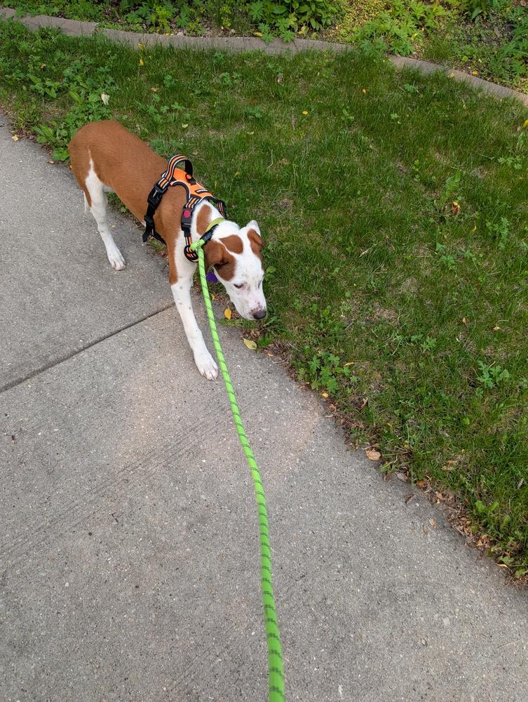 Enlarge Cloudberry, a Adoptable mixed breed in Waunakee, WI image 4/6