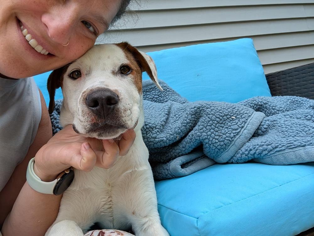 Enlarge Cloudberry, a Adoptable mixed breed in Waunakee, WI image 5/6