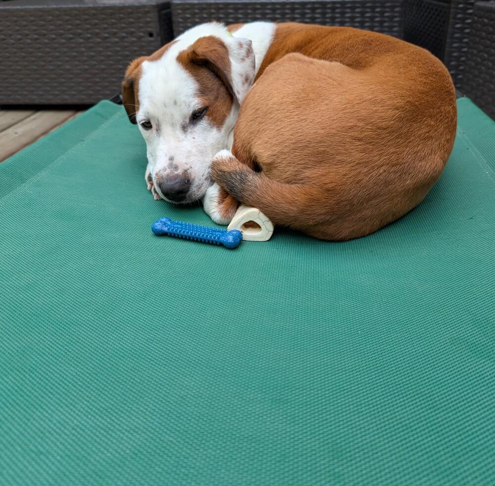 Enlarge Cloudberry, a Adoptable mixed breed in Waunakee, WI image 6/6