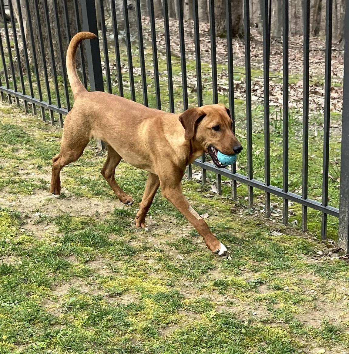 DANNY...........Fee Sponsorship, a Adoptable mixed breed in Cookeville, TN image 1/6