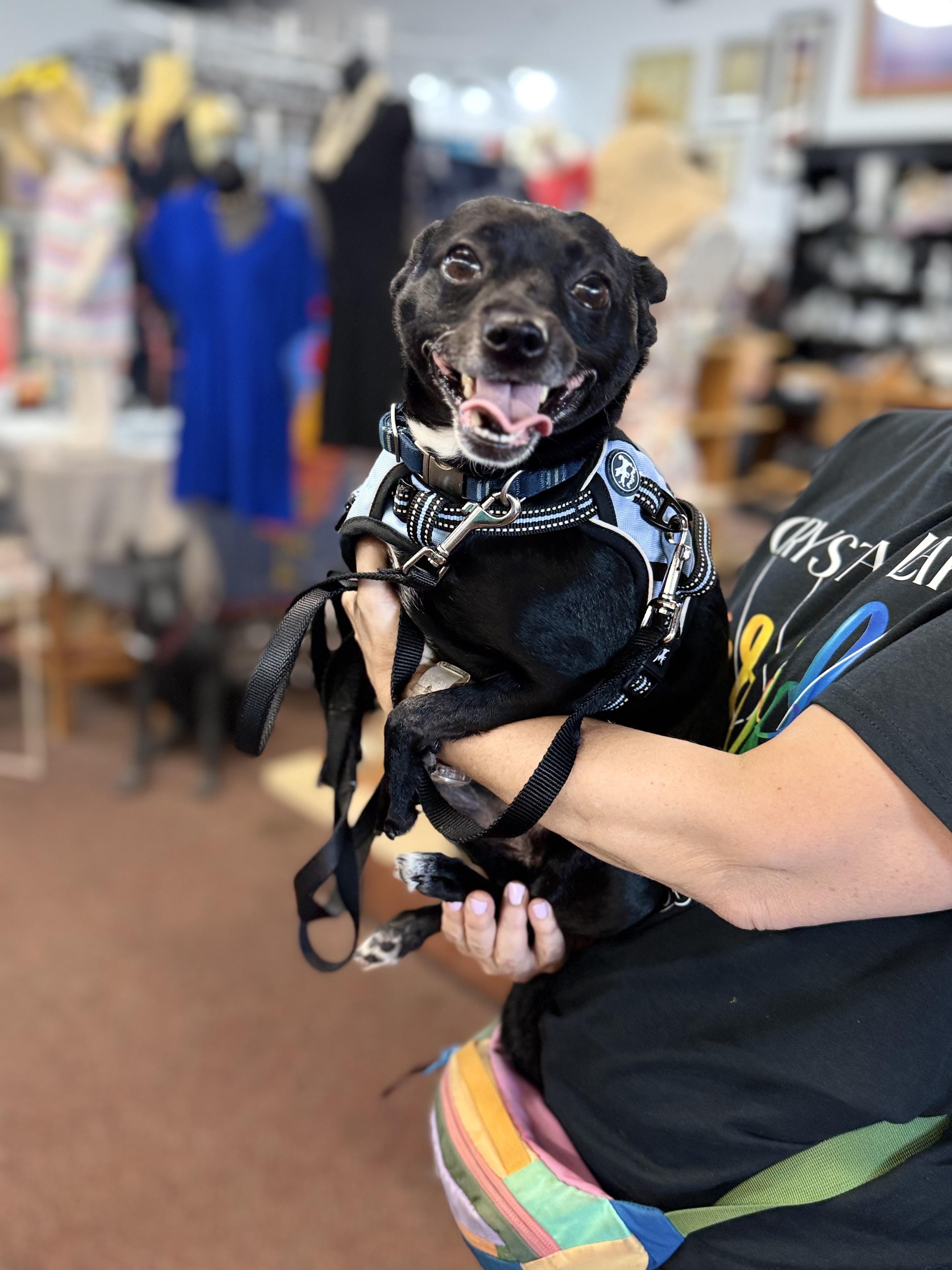 Ozzie, a ADOPTABLE mixed breed in Crystal Lake, IL image 3/5