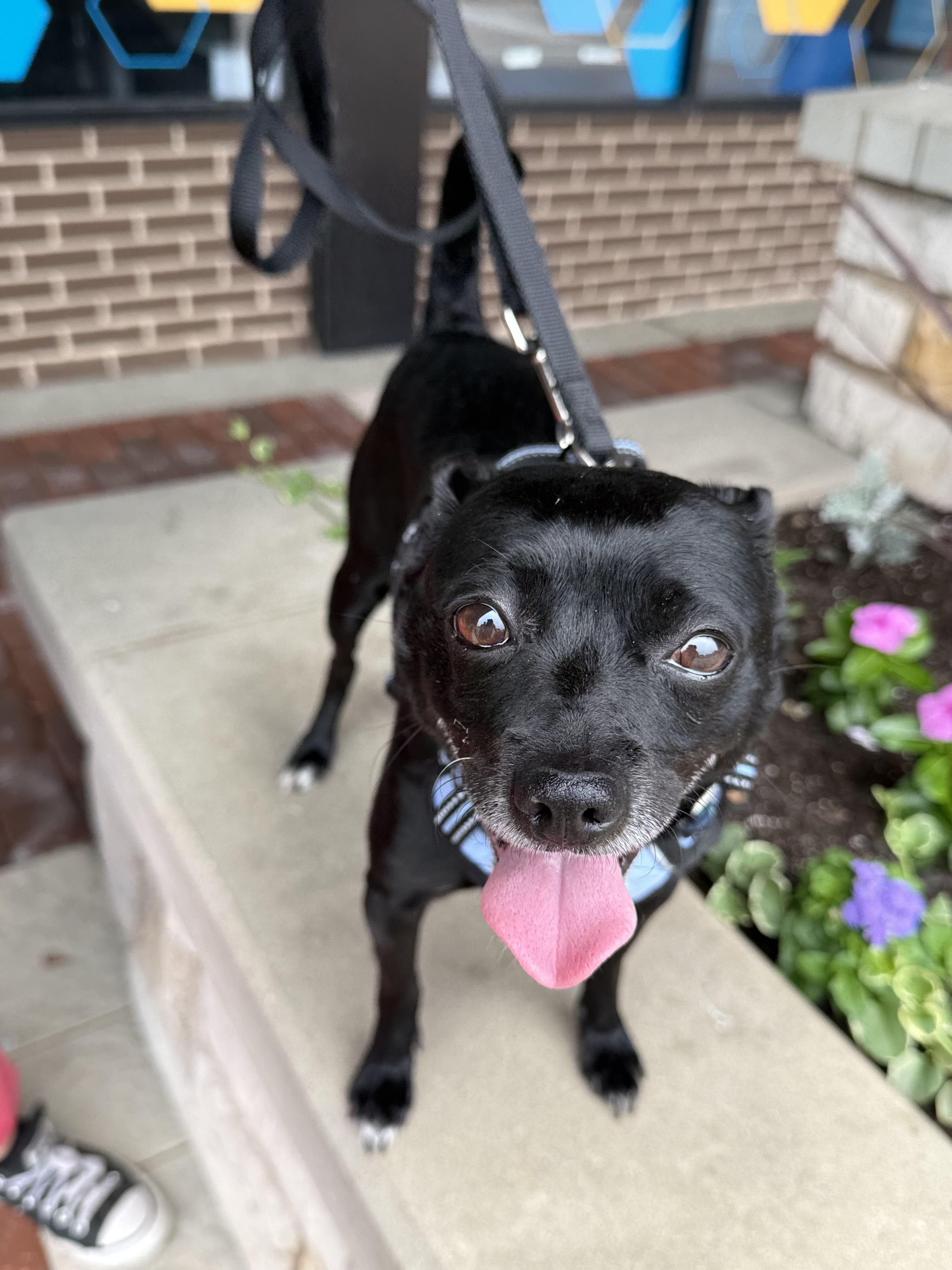 Ozzie, a ADOPTABLE mixed breed in Crystal Lake, IL image 5/5