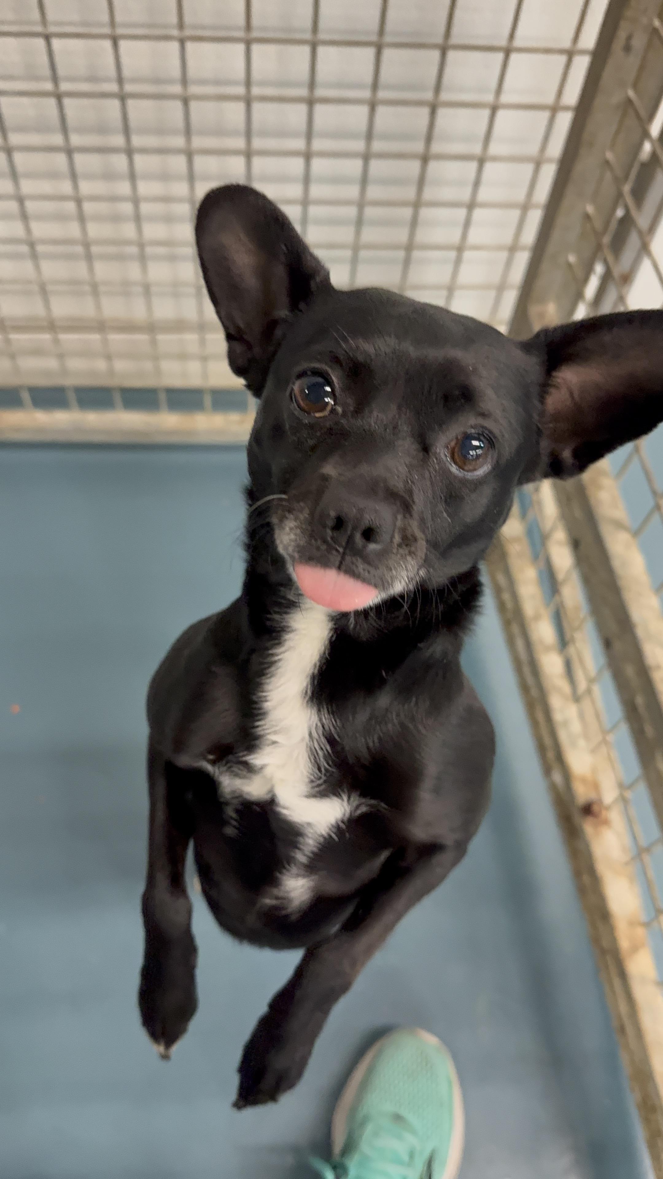 Ozzie, a ADOPTABLE mixed breed in Crystal Lake, IL image 1/5