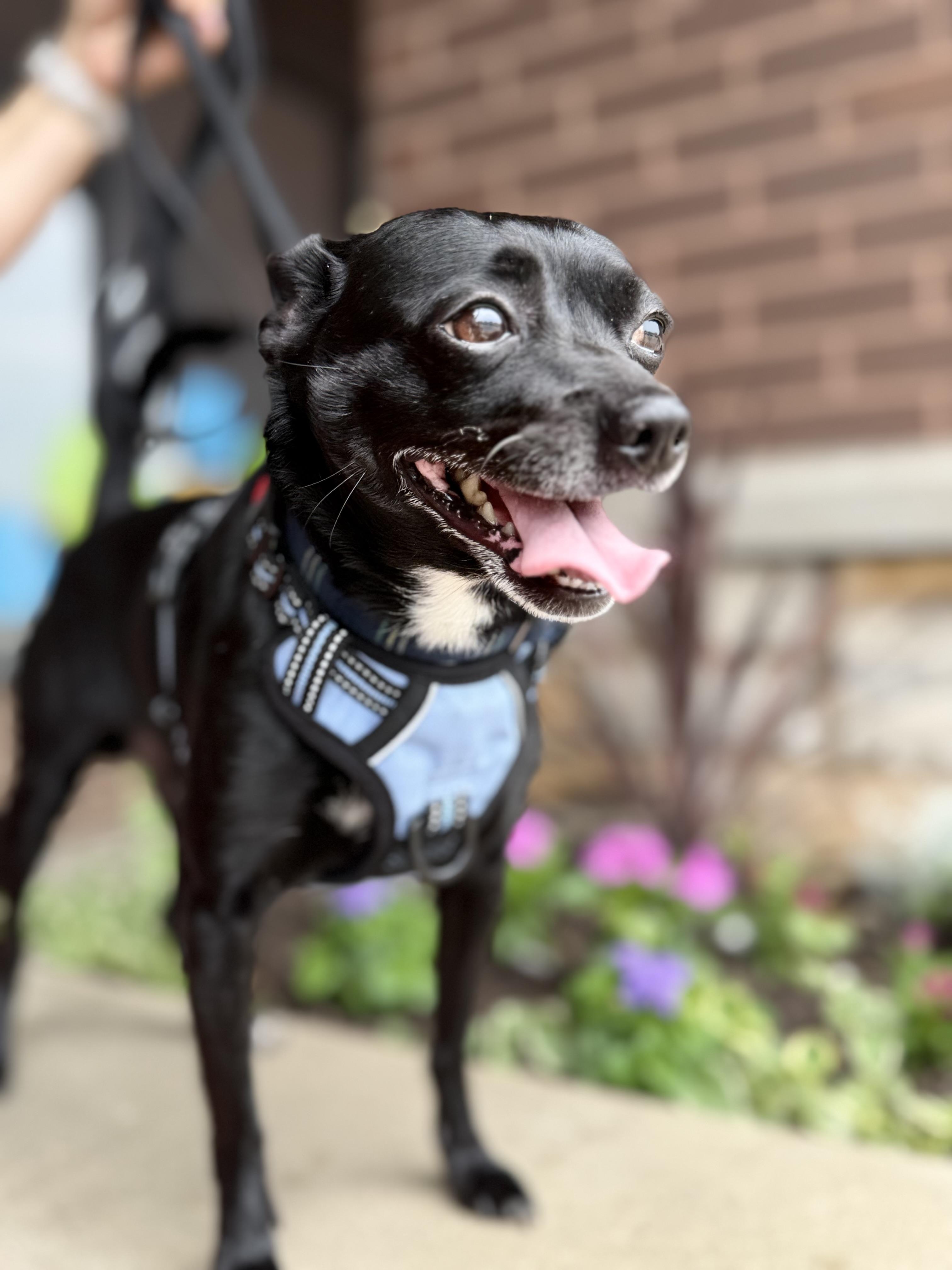Ozzie, a ADOPTABLE mixed breed in Crystal Lake, IL image 2/5