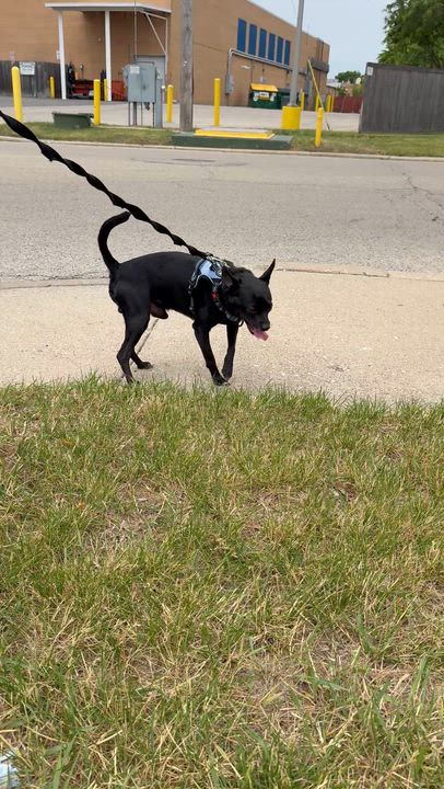 Enlarge Ozzie, a ADOPTABLE mixed breed in Crystal Lake, IL video 4/5