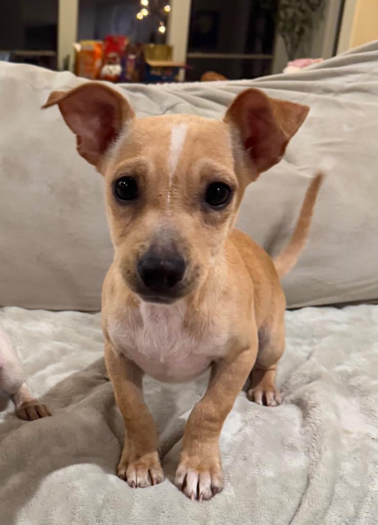 Enlarge Luke, a Adoptable Chihuahua in Leander, TX image 1/6