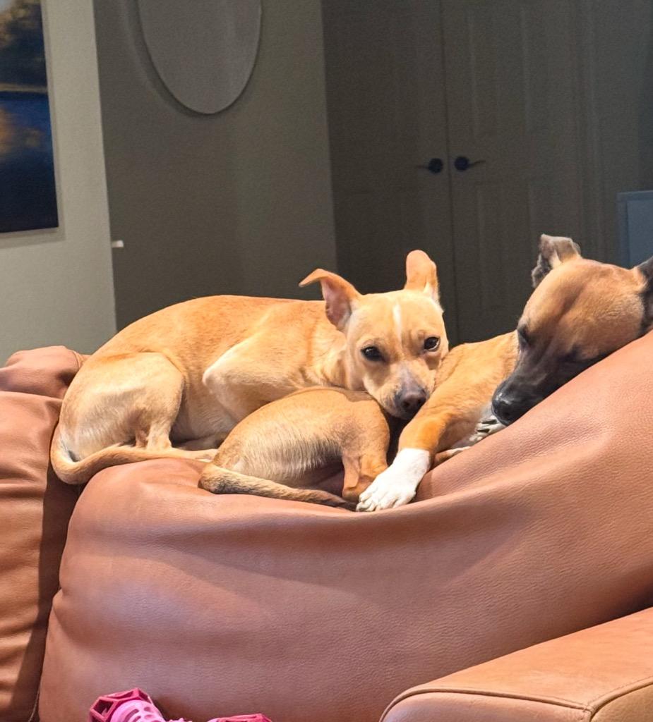 Luke, Adoptable, Young Male Chihuahua.