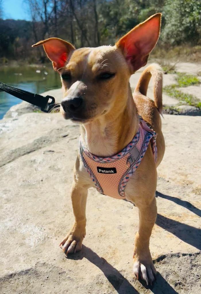 Enlarge Luke, a Adoptable Chihuahua in Leander, TX image 2/6