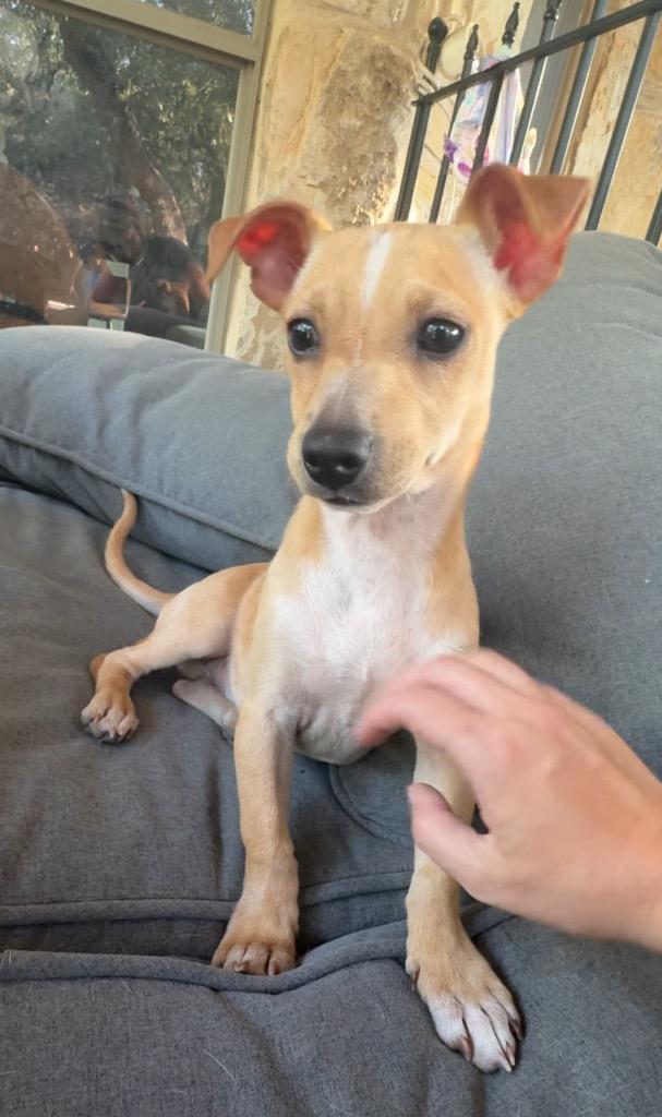 Enlarge Luke, a Adoptable Chihuahua in Leander, TX image 2/6