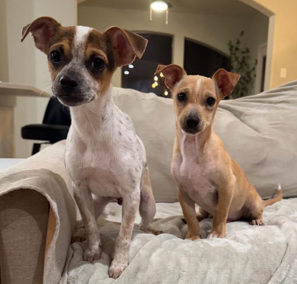 Enlarge Luke, a Adoptable Chihuahua in Leander, TX image 3/6