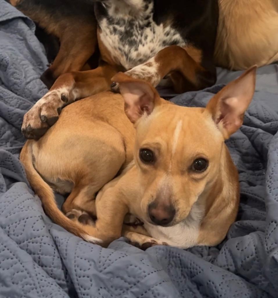 Enlarge Luke, a Adoptable Chihuahua in Leander, TX image 3/6