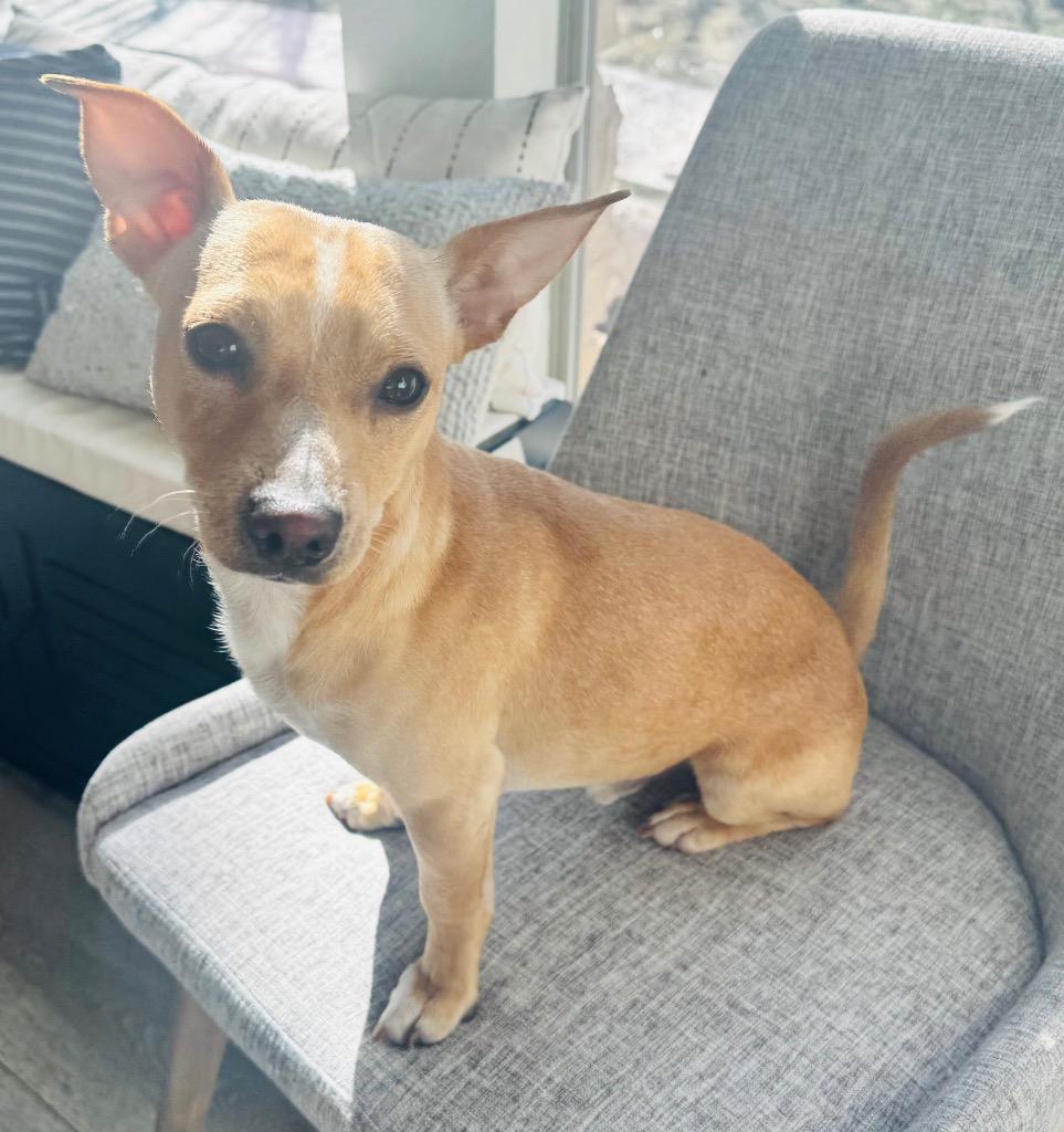 Enlarge Luke, a Adoptable Chihuahua in Leander, TX image 4/6