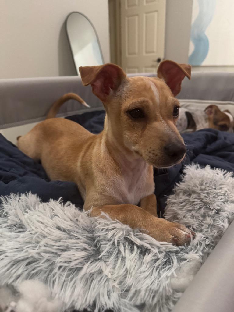 Enlarge Luke, a Adoptable Chihuahua in Leander, TX image 4/6