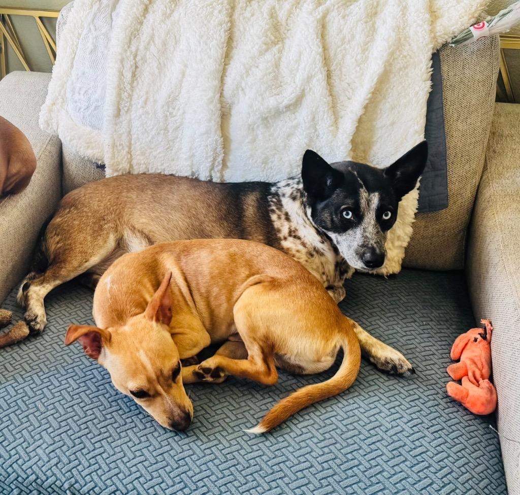 Enlarge Luke, a Adoptable Chihuahua in Leander, TX image 5/6