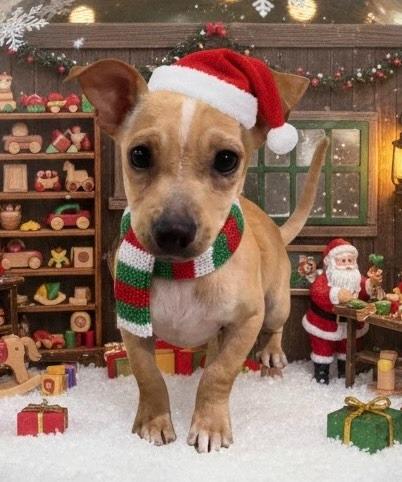 Enlarge Luke, a Adoptable Chihuahua in Leander, TX image 5/6