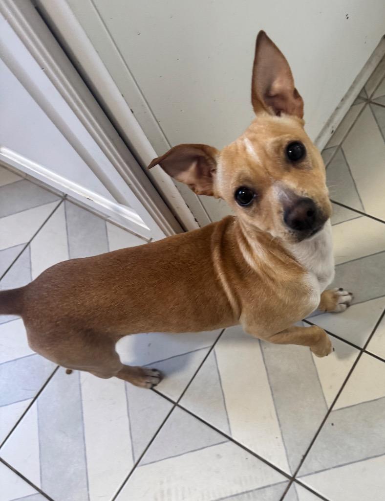 Enlarge Luke, a Adoptable Chihuahua in Leander, TX image 6/6