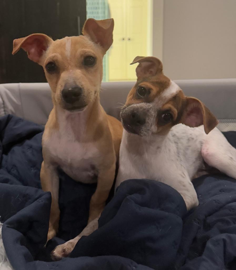 Enlarge Luke, a Adoptable Chihuahua in Leander, TX image 6/6