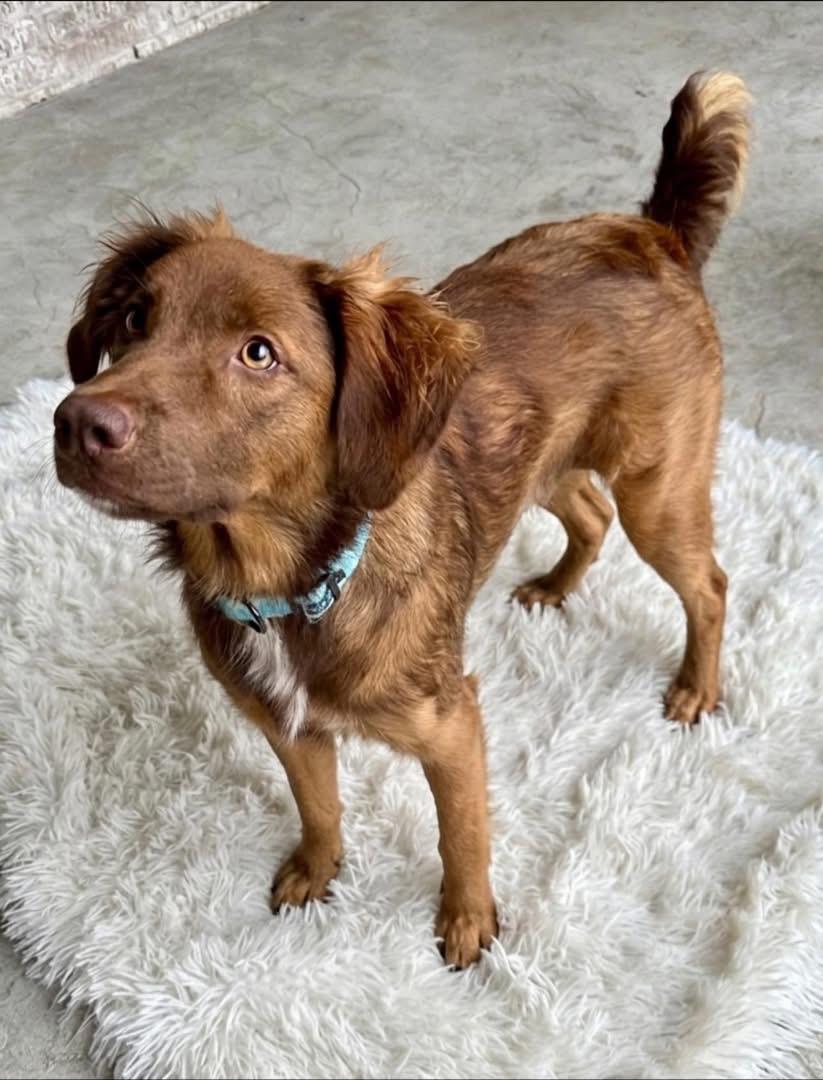 Kallie, Adoptable, Young Female Australian Shepherd.