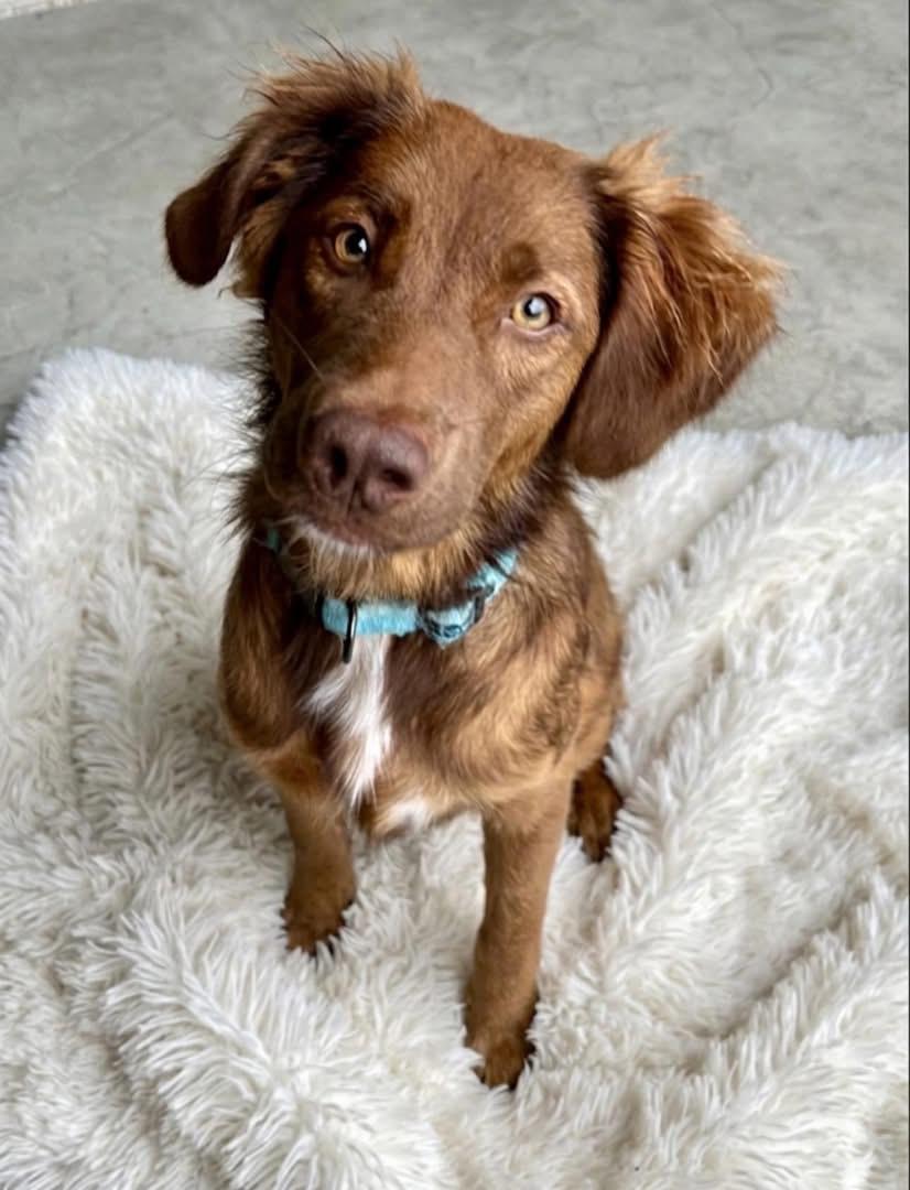 Enlarge Kallie, a Adoptable mixed breed in Rockwall, TX image 2/5