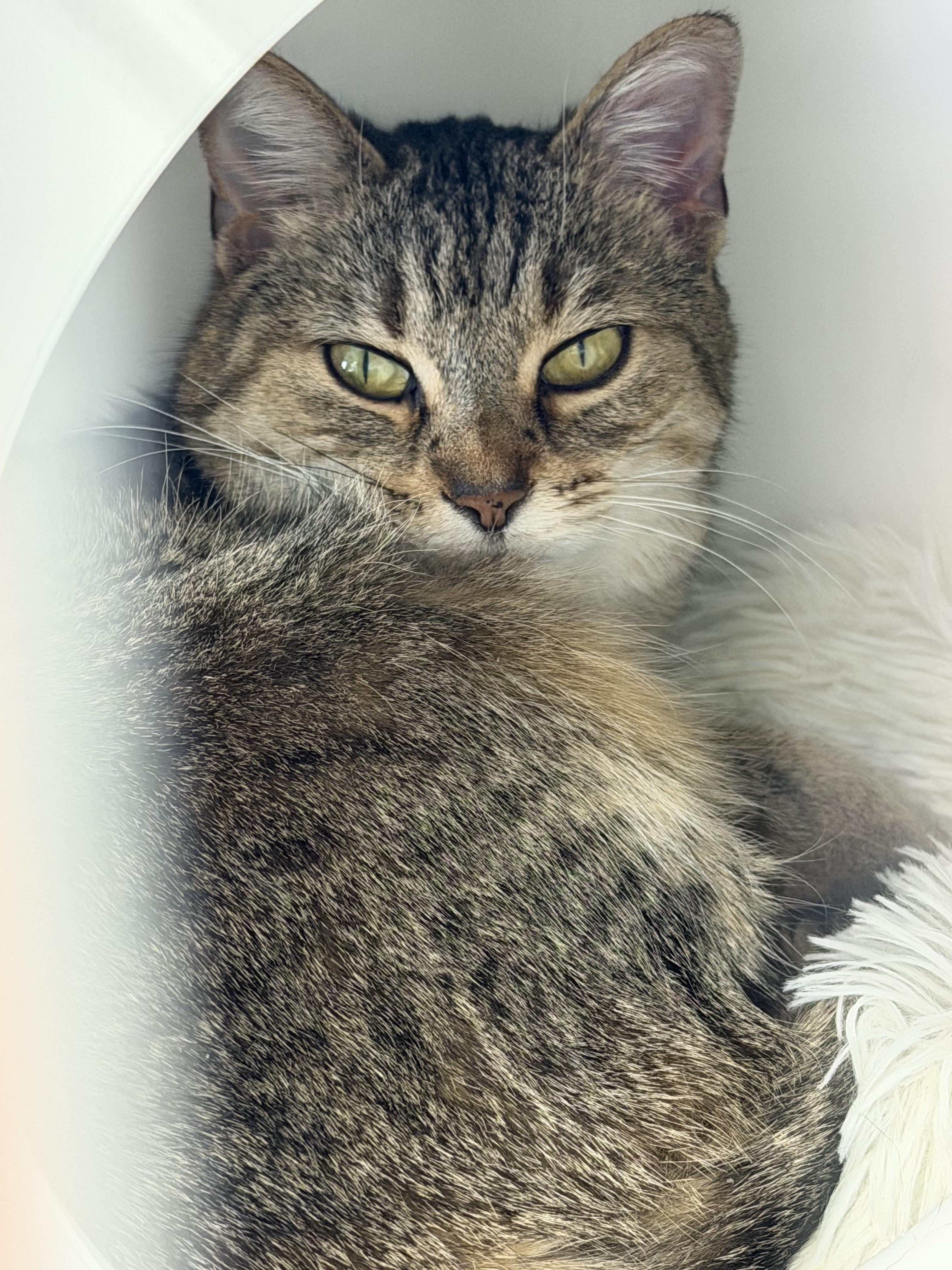Enlarge Stringbean @ Woodhaven Pet Supplies Plus, a Adoptable Tabby in Wyandotte, MI image 2/4