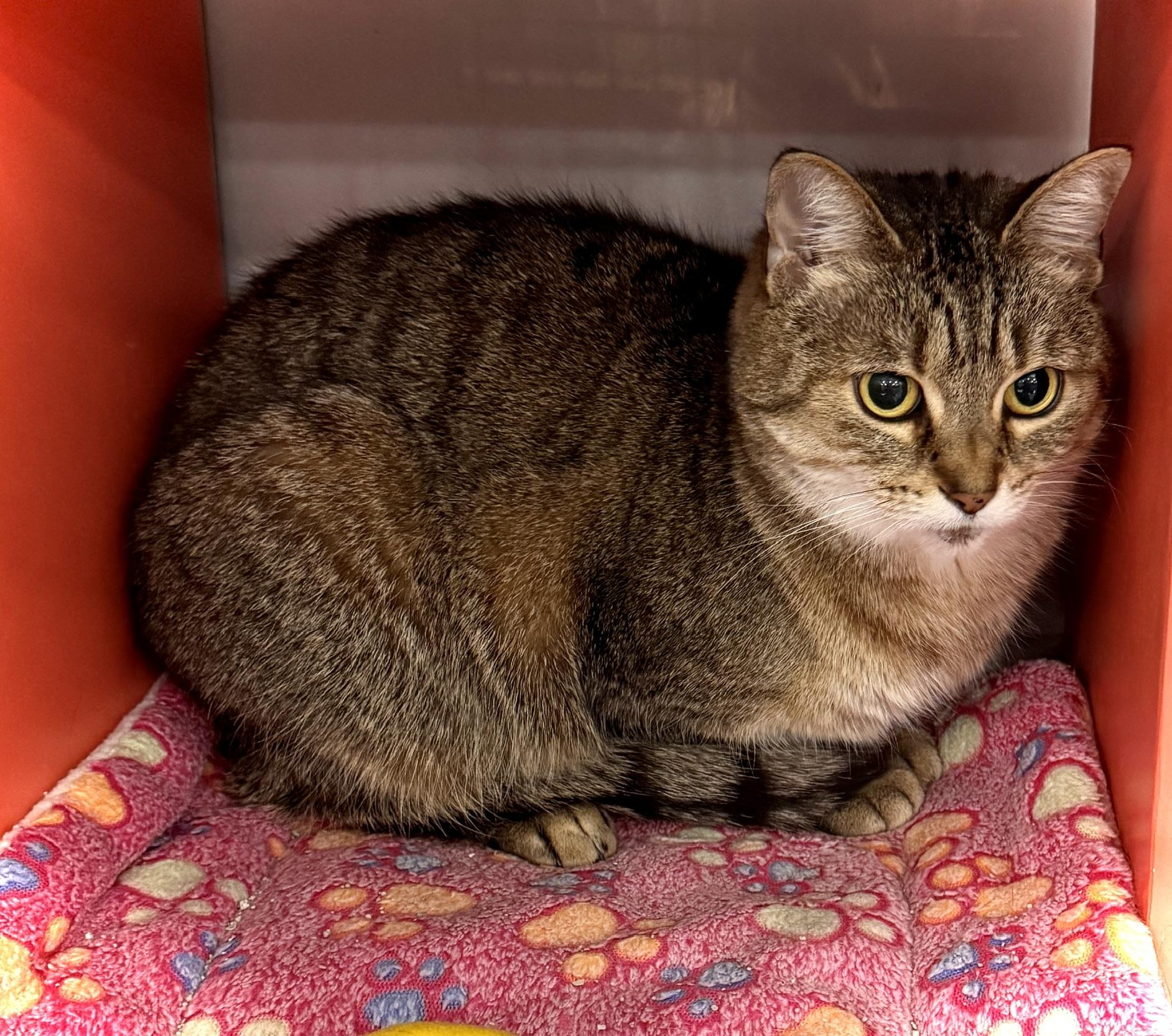 Stringbean, a Adoptable Tabby in Livonia, MI image 4/6