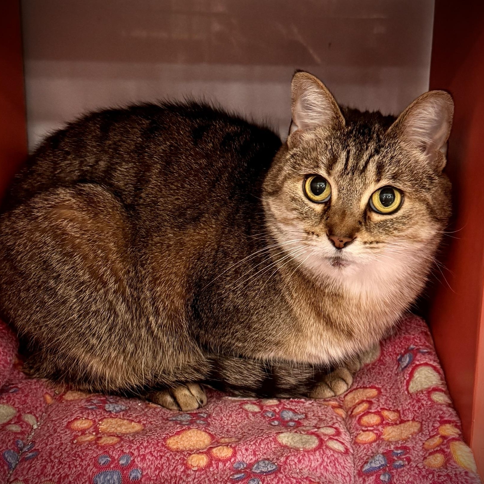 Stringbean, a Adoptable Tabby in Livonia, MI image 5/6