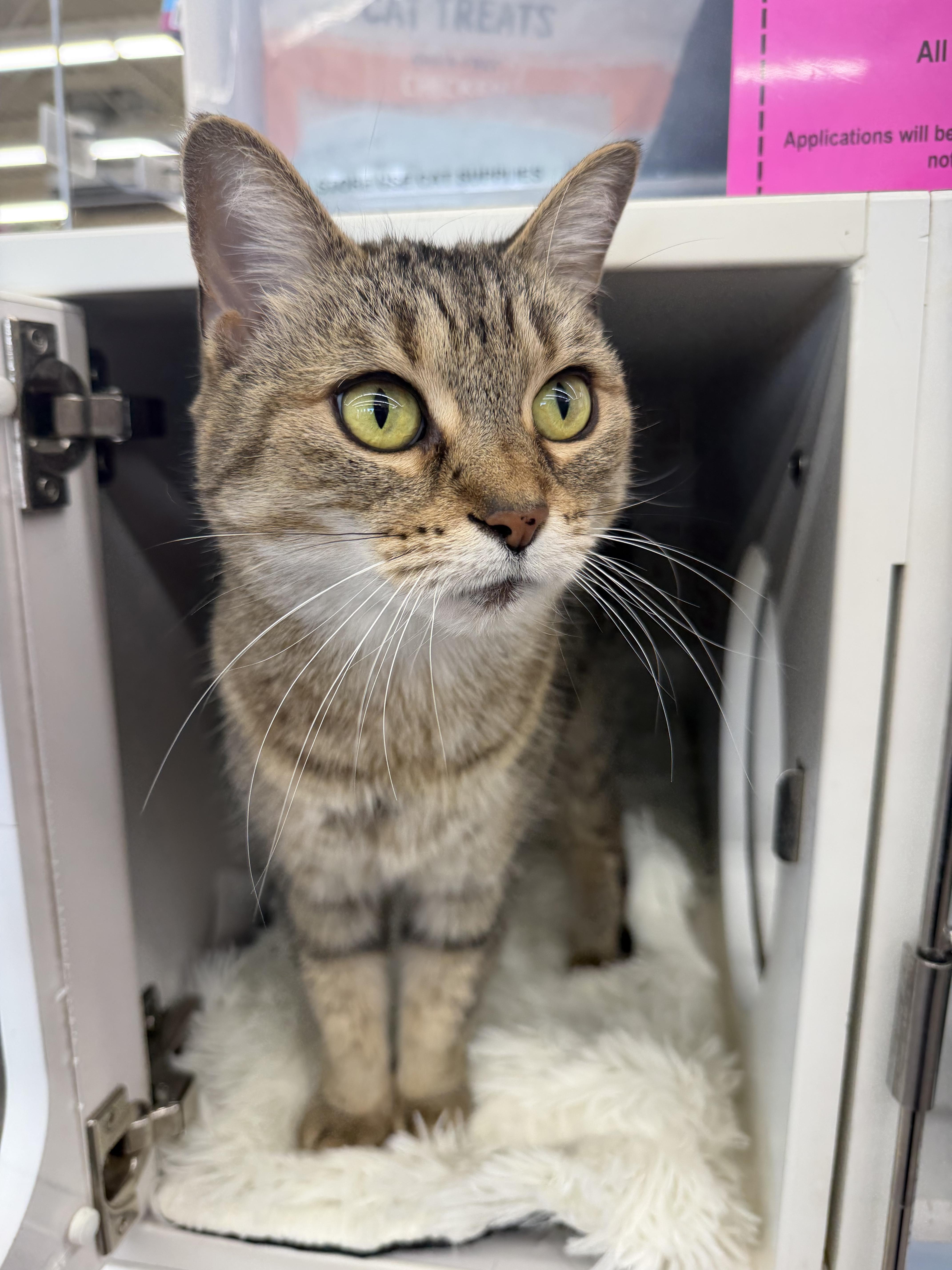 Enlarge Stringbean @ Woodhaven Pet Supplies Plus, a Adoptable Tabby in Wyandotte, MI image 1/4
