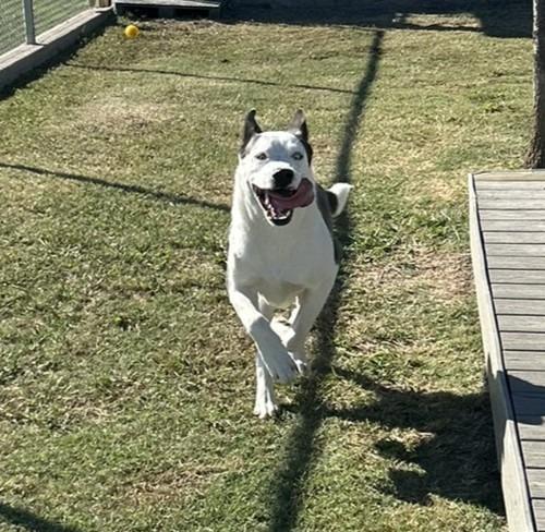 Slate, Adoptable, Young Male Pit Bull Terrier & Husky.