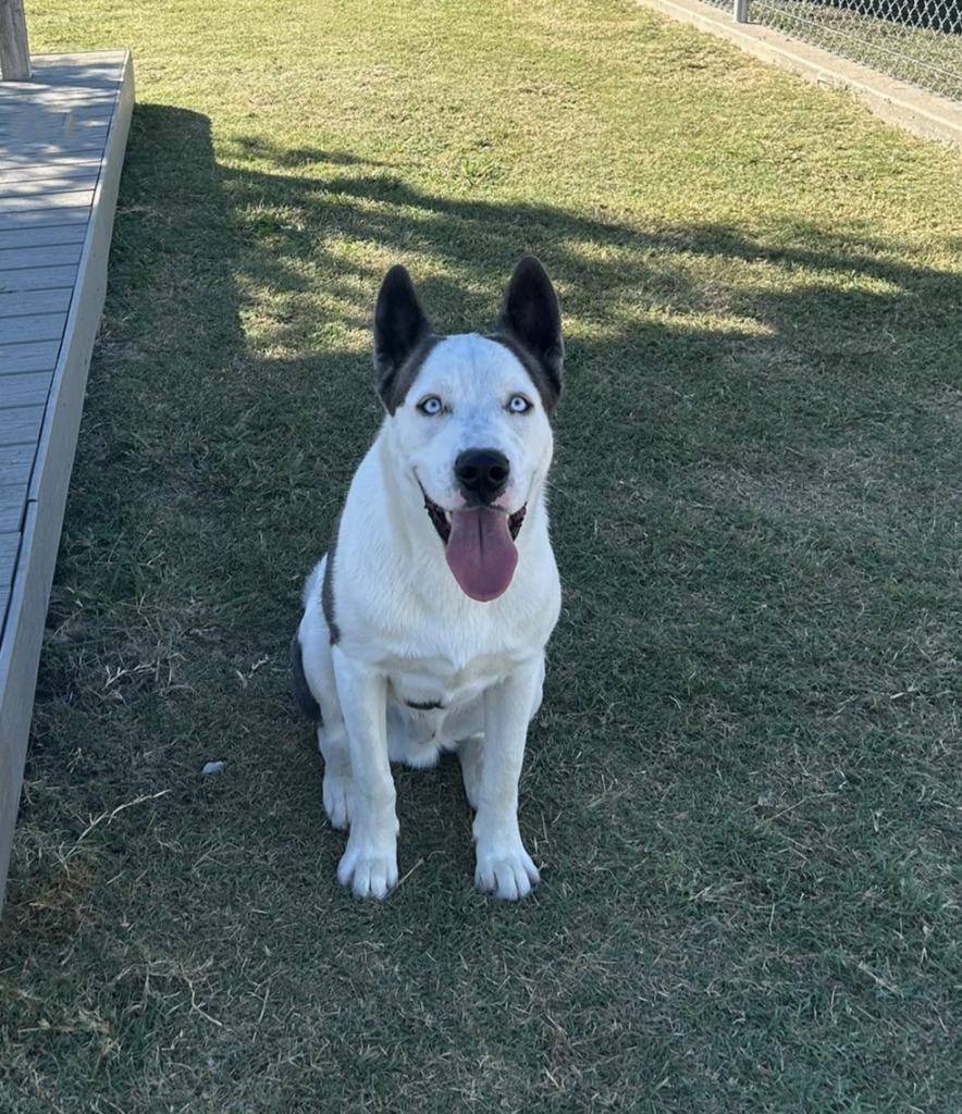 Enlarge Slate, a Adoptable mixed breed in Sunnyvale, TX image 3/5