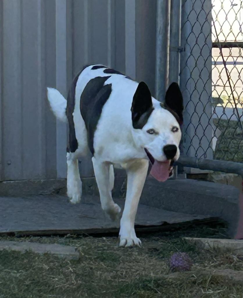 Enlarge Slate, a Adoptable mixed breed in Sunnyvale, TX image 3/6