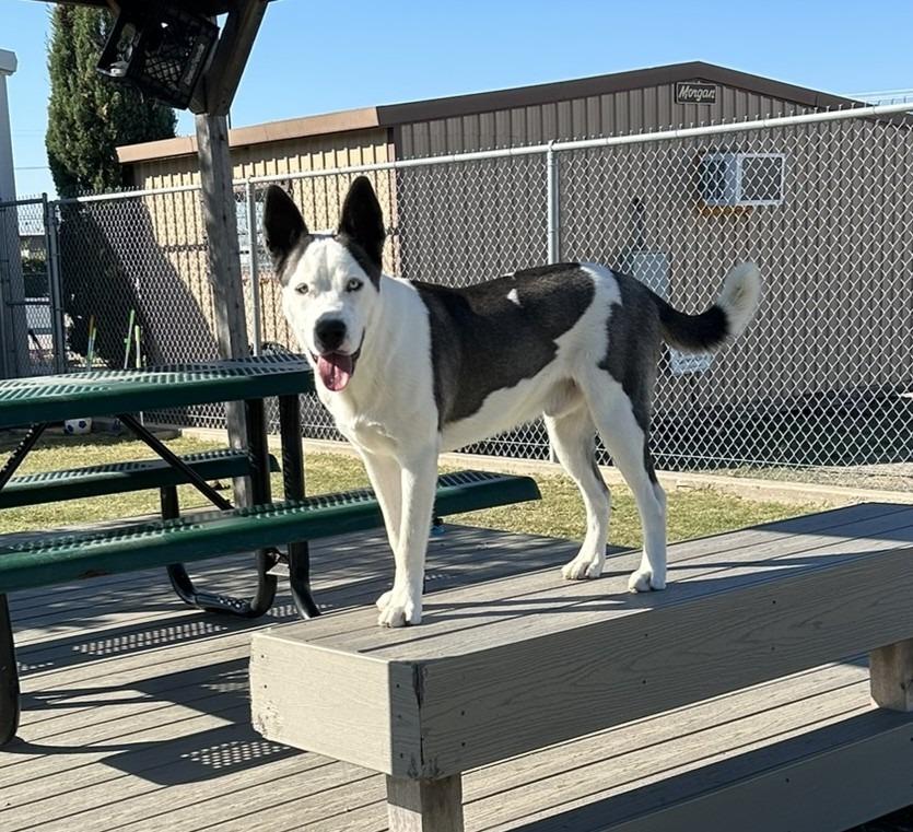Slate, Adoptable, Young Male Akita & Husky.