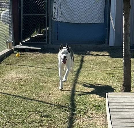 Enlarge Slate, a Adoptable mixed breed in Sunnyvale, TX image 5/5