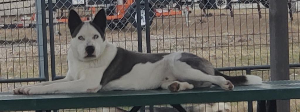 Enlarge Slate, a Adoptable mixed breed in Sunnyvale, TX image 6/6