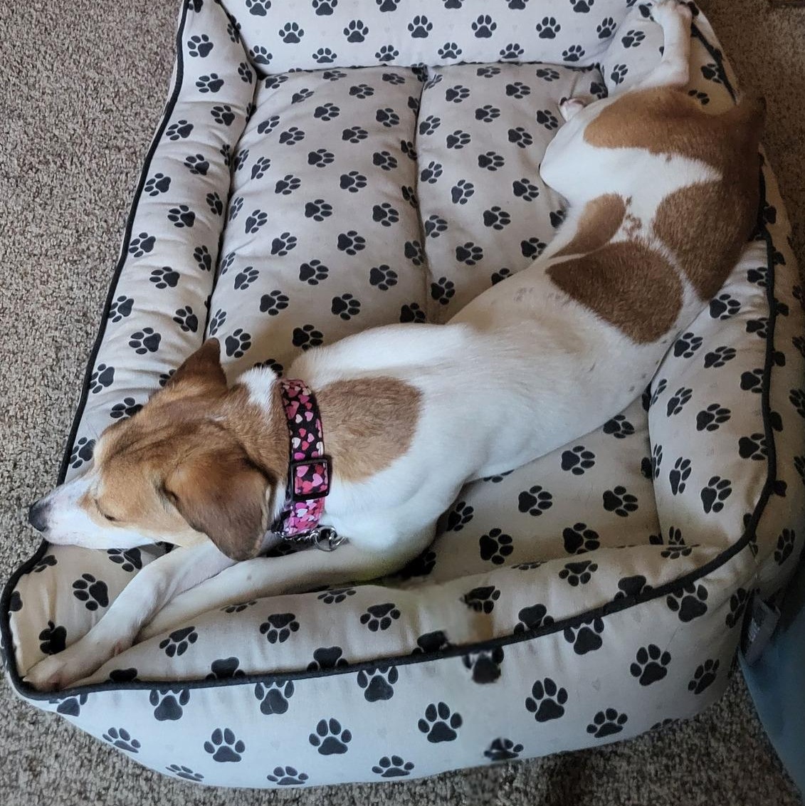 Enlarge Shining Star, a ADOPTABLE mixed breed in Racine, WI image 4/6