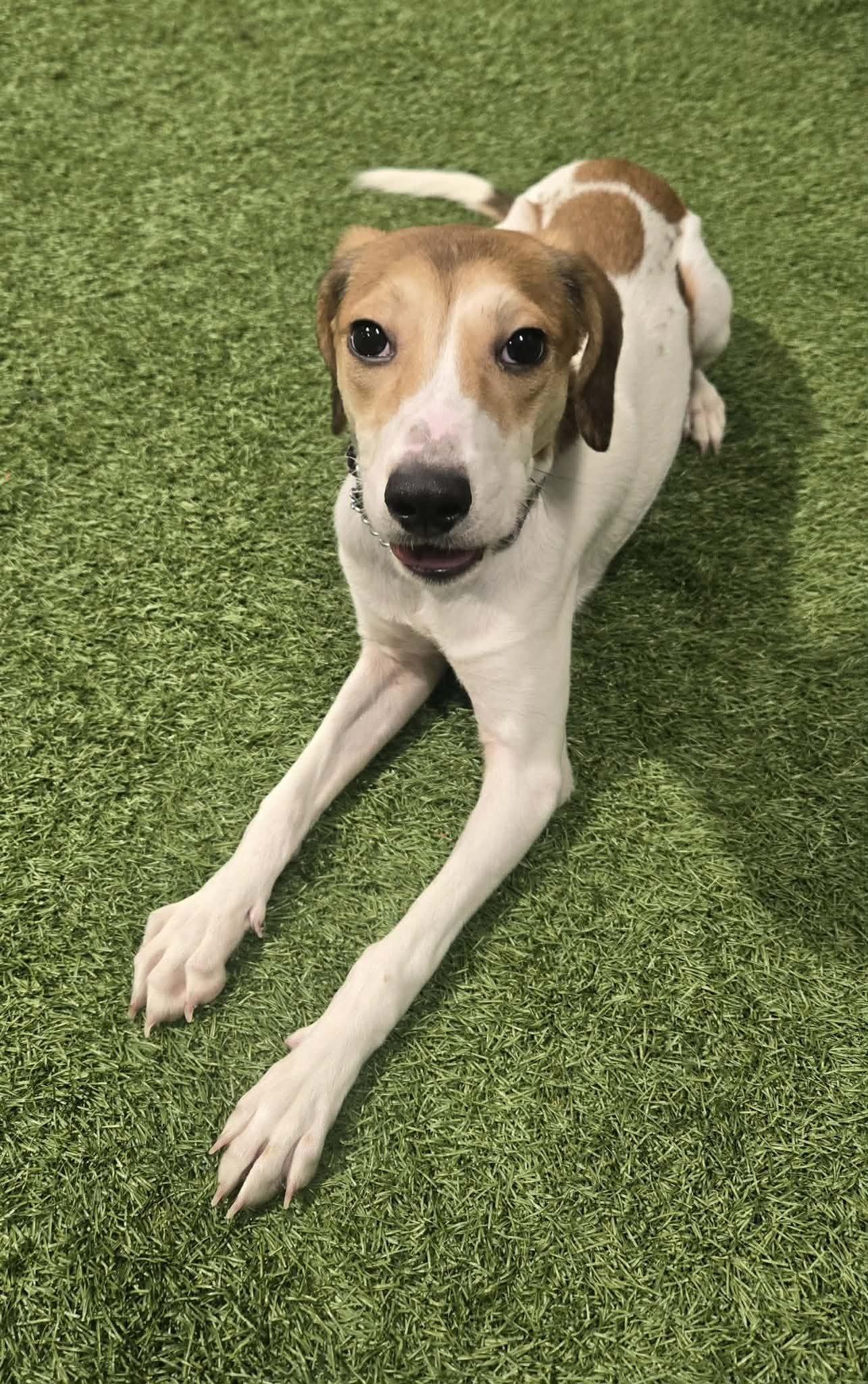 Enlarge Shining Star, a ADOPTABLE mixed breed in Racine, WI image 3/3