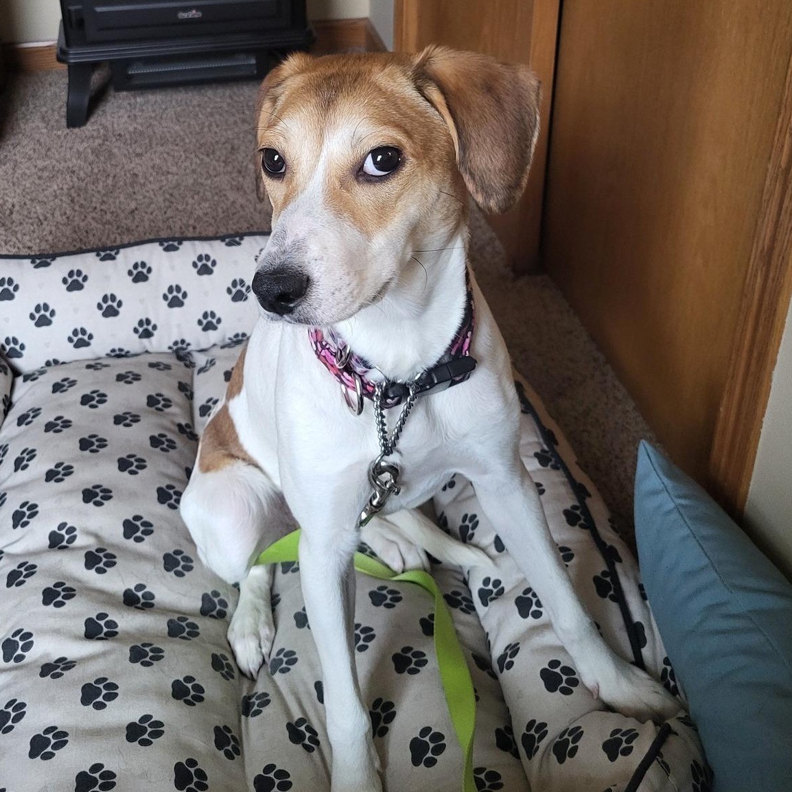 Enlarge Shining Star, a ADOPTABLE mixed breed in Racine, WI image 5/6