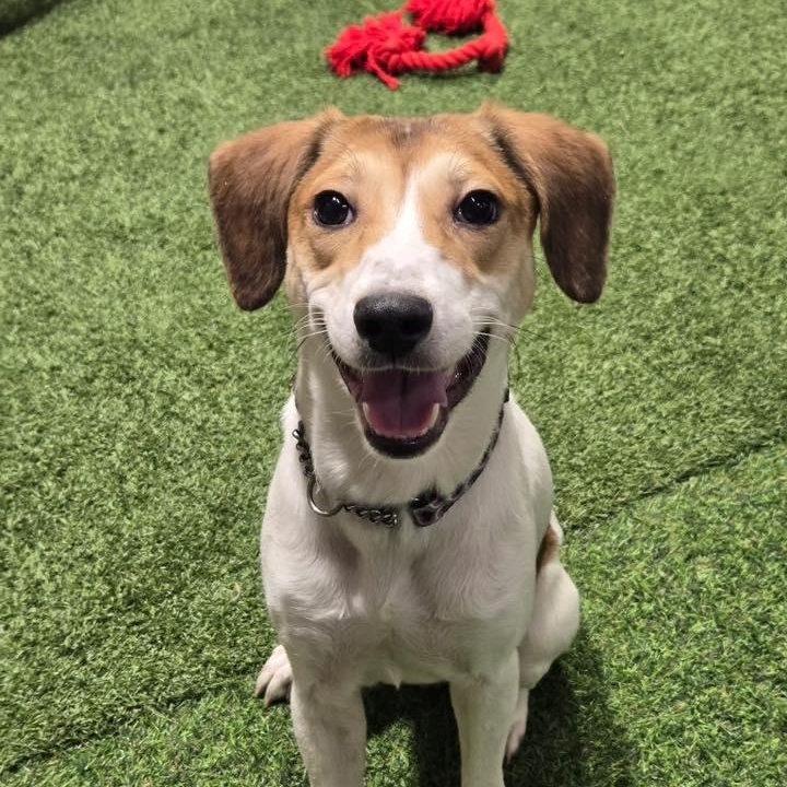 Shining Star, a ADOPTABLE mixed breed in Racine, WI image 1/4