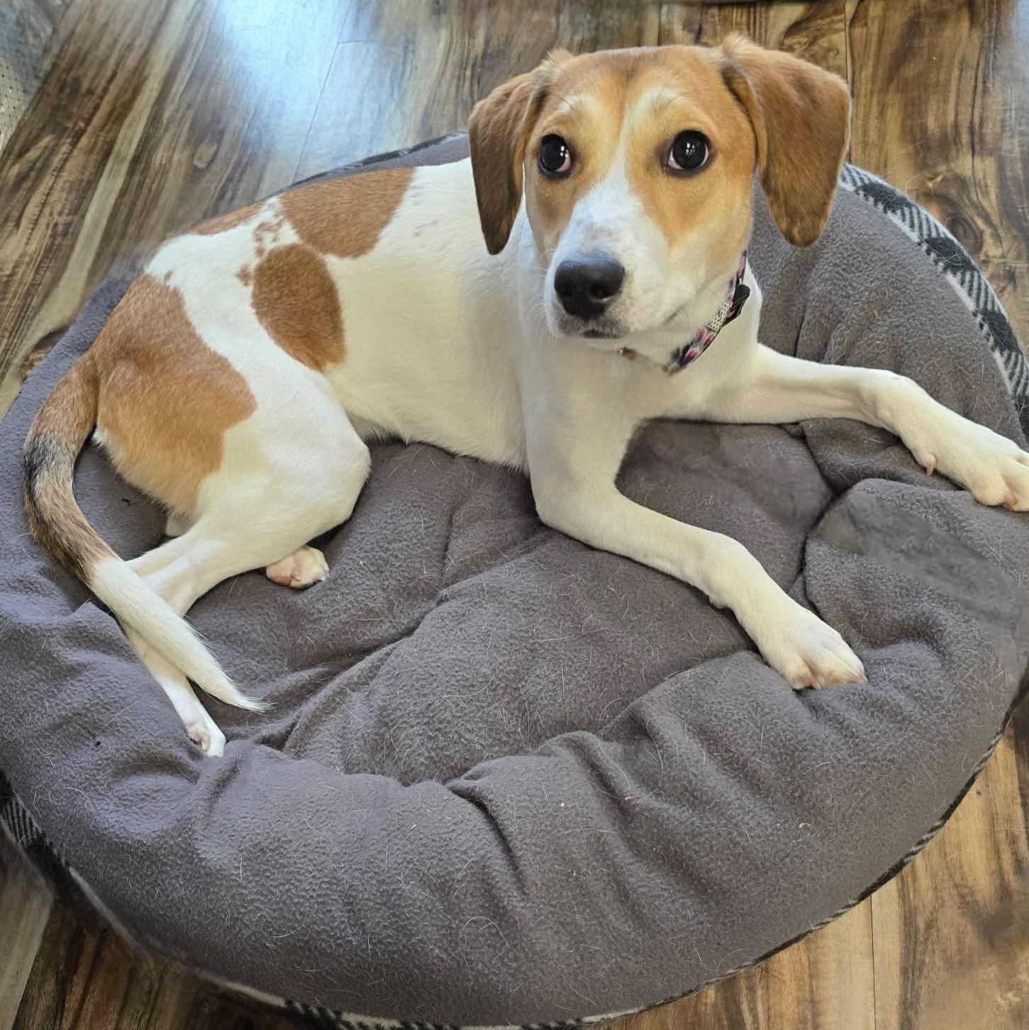 Enlarge Shining Star, a ADOPTABLE mixed breed in Racine, WI image 6/6