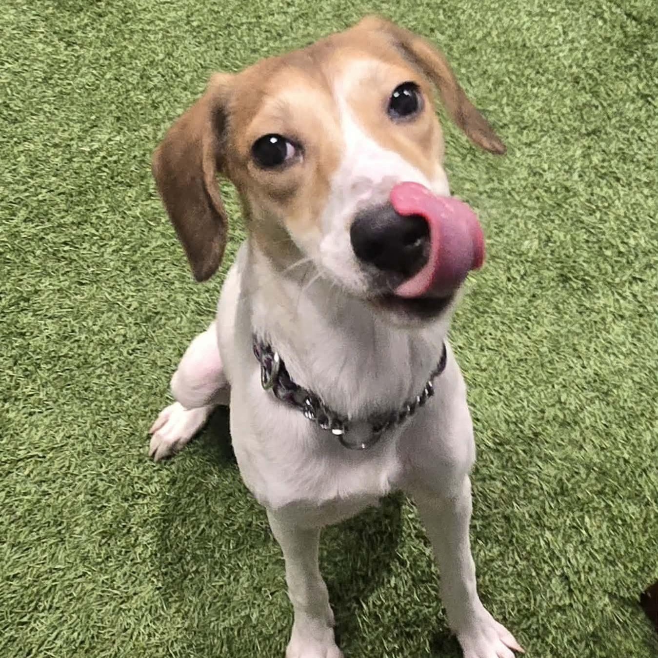 Enlarge Shining Star, a ADOPTABLE mixed breed in Racine, WI image 2/3