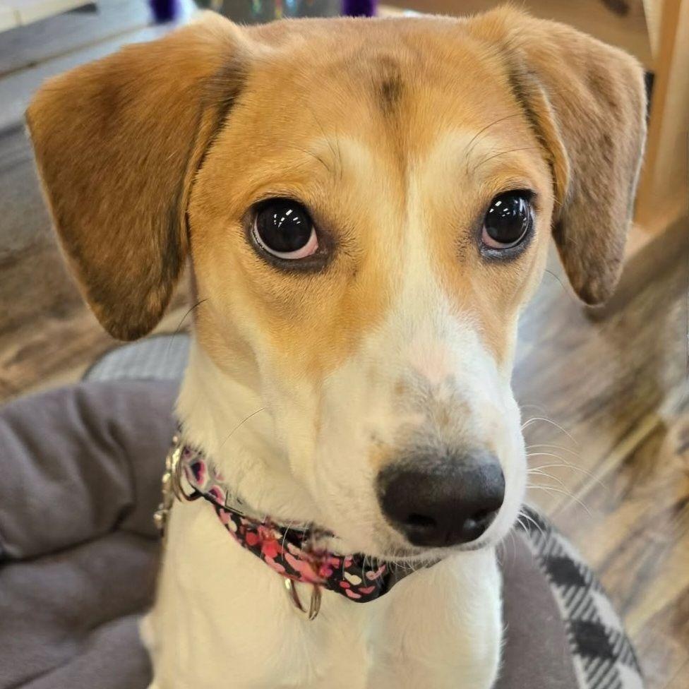 Enlarge Shining Star, a ADOPTABLE mixed breed in Racine, WI image 1/6