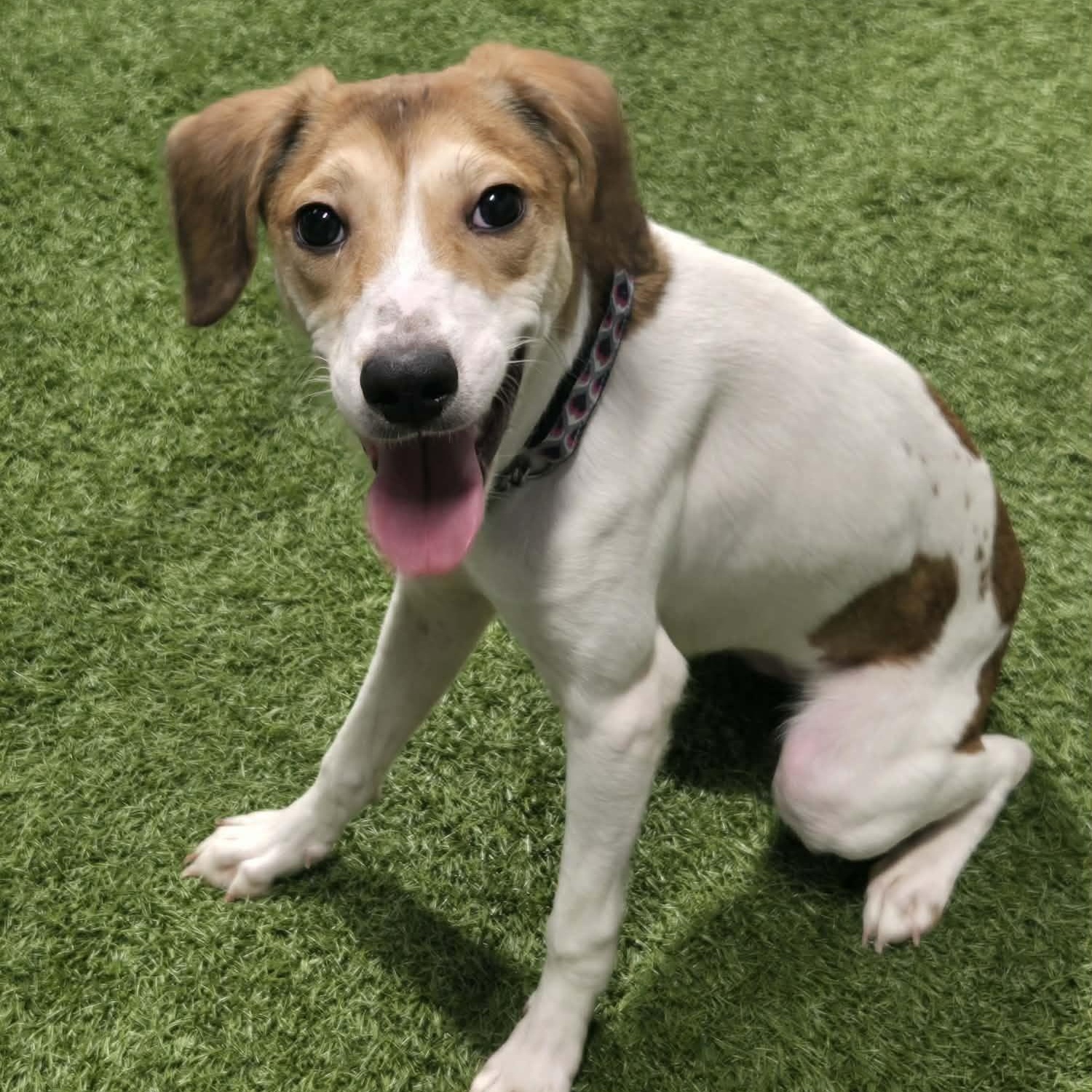 Enlarge Shining Star, a ADOPTABLE mixed breed in Racine, WI image 1/3