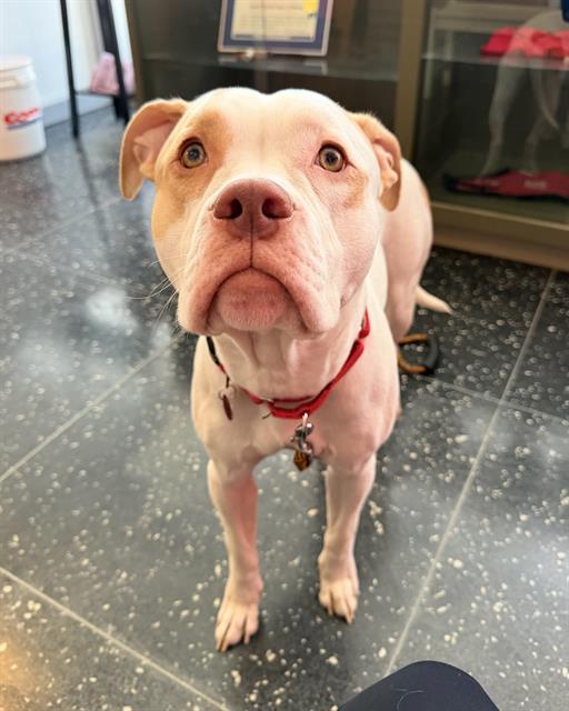 Enlarge ROCKY, a Adoptable Pit Bull Terrier in Boston, MA image 1/1