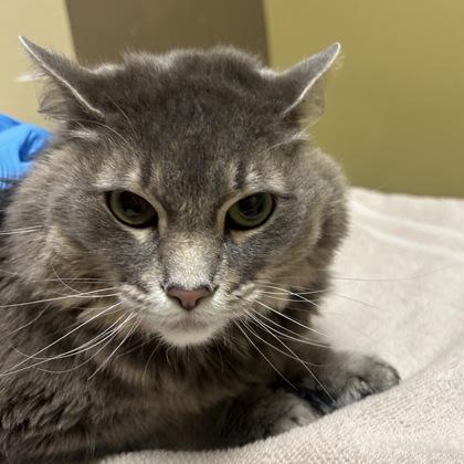 Suki, Adoptable, Adult Female Domestic Medium Hair & Domestic Short Hair.