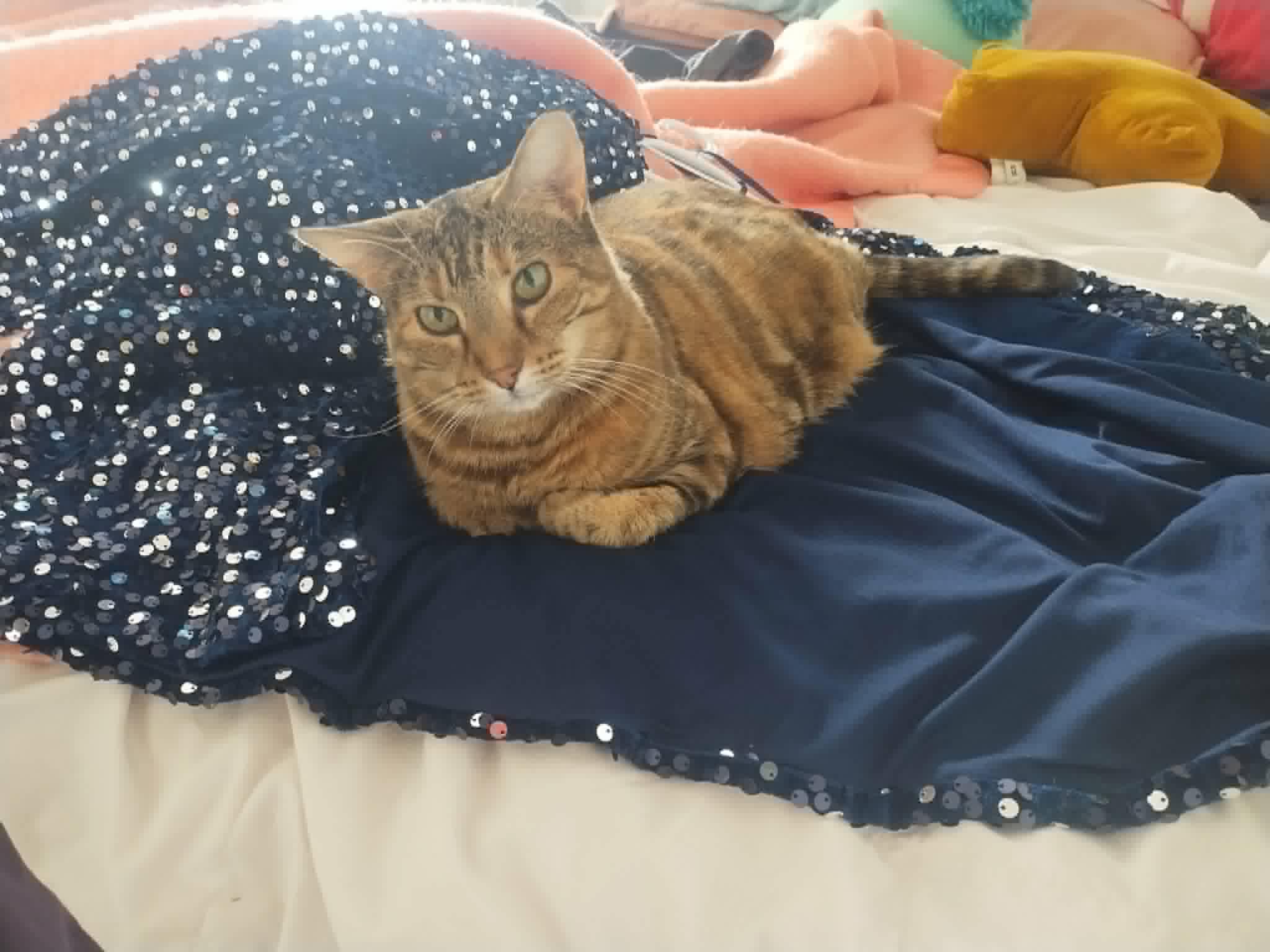 Enlarge Izzie, a ADOPTABLE Domestic Short Hair in WOODSTOCK, ON image 3/3