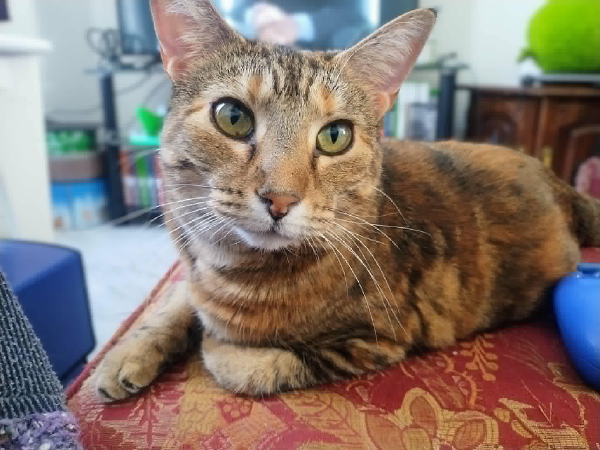 Izzie, ADOPTABLE, Adult Female Domestic Short Hair.