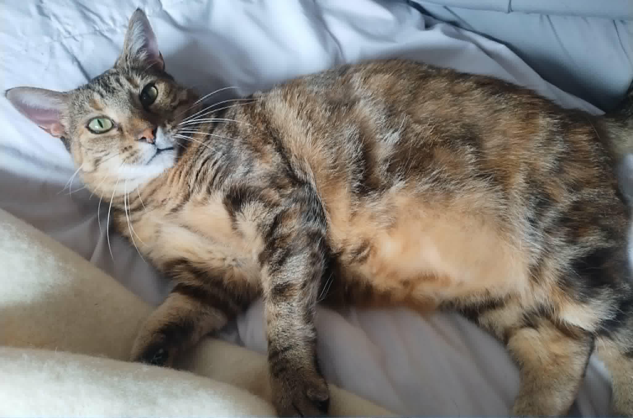 Enlarge Izzie, a ADOPTABLE Domestic Short Hair in WOODSTOCK, ON image 2/3