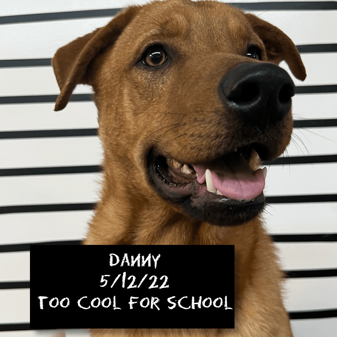 Danny, Adopted, Young Male German Shepherd Dog.